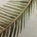 CYCAS